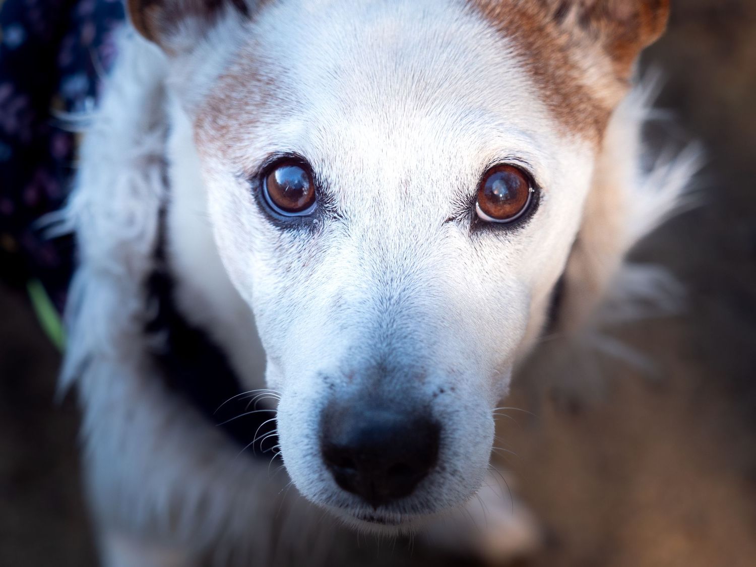 Close-up portrait of a white dog with tan ears and soulful brown eyes looking up at the camera.