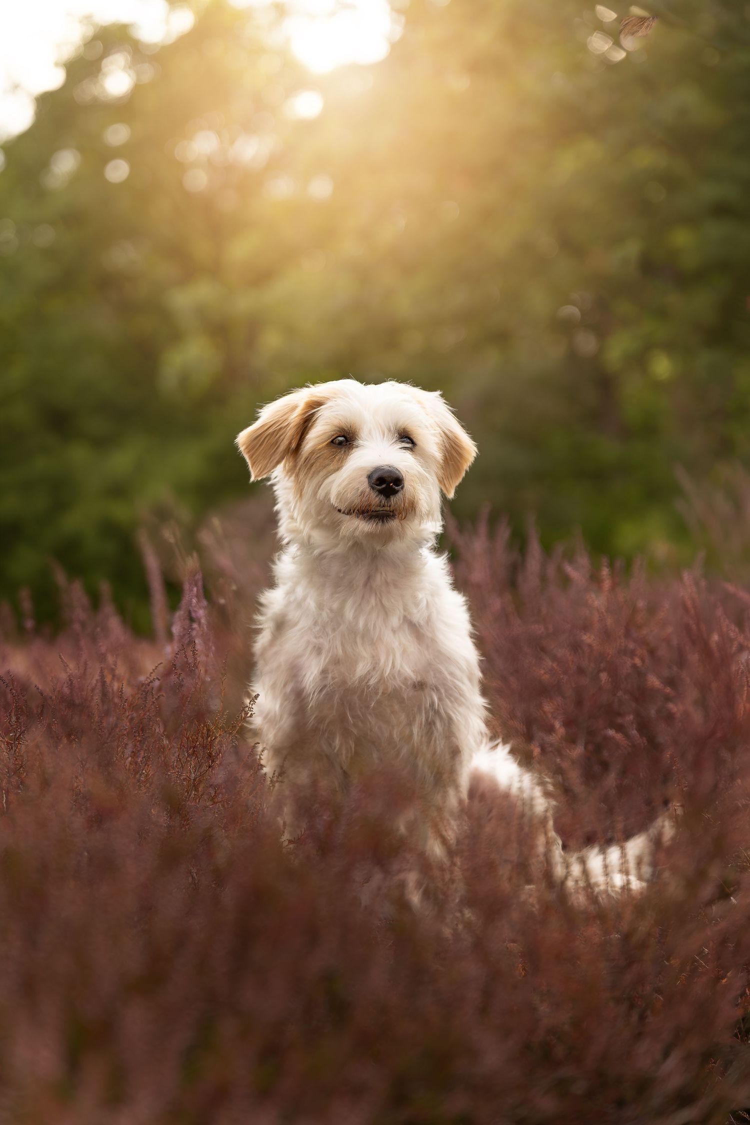 Hondenfotografie Almere

Hondenfotograaf Almere

Hondenfotograaf Flevoland

Honden fotograferen

Hondenfotografie buiten

Baas en hond fotos