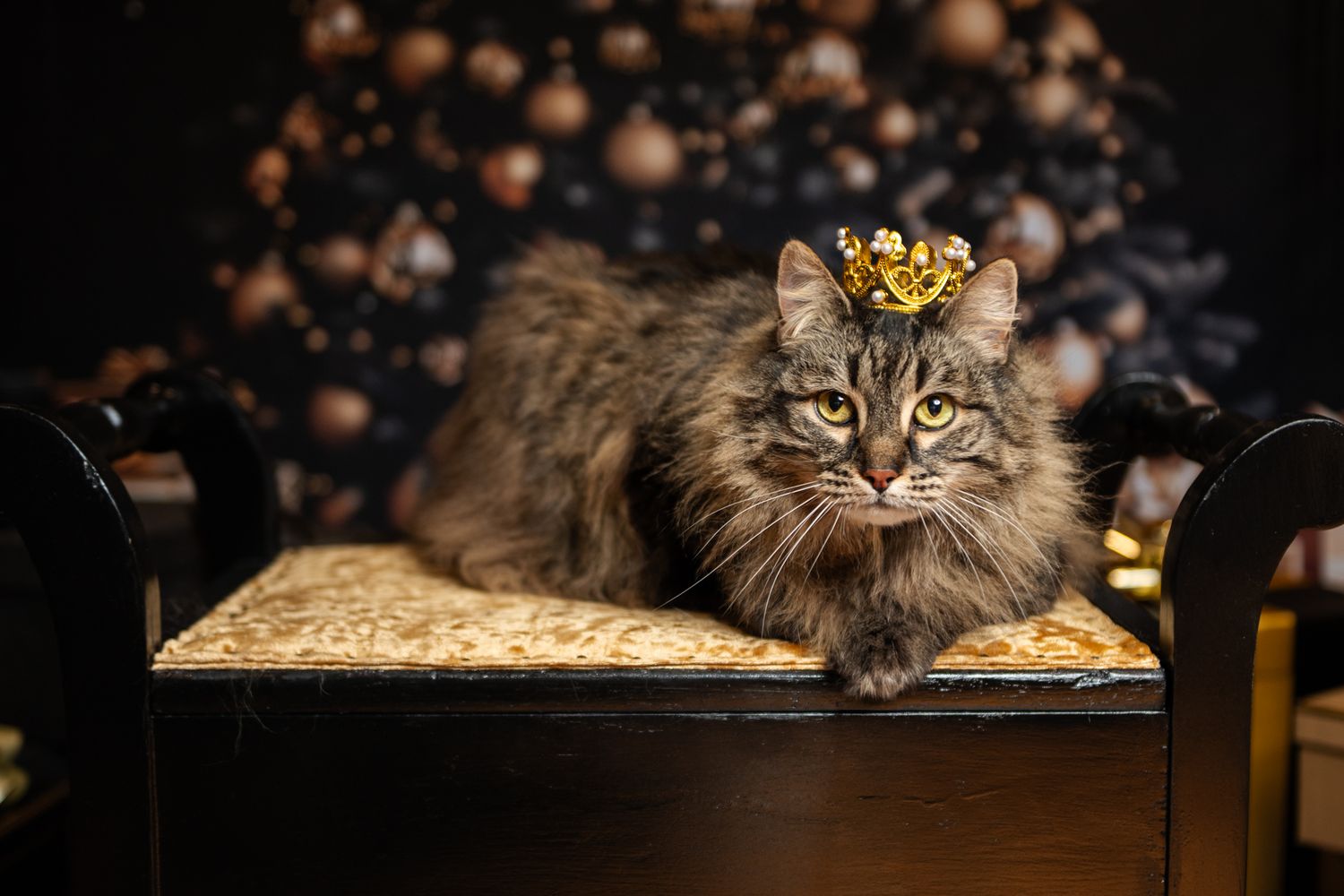 Adorable fluffy Cavapoo dog wearing a gold crown on dark bokeh background, looking regal and cute.
