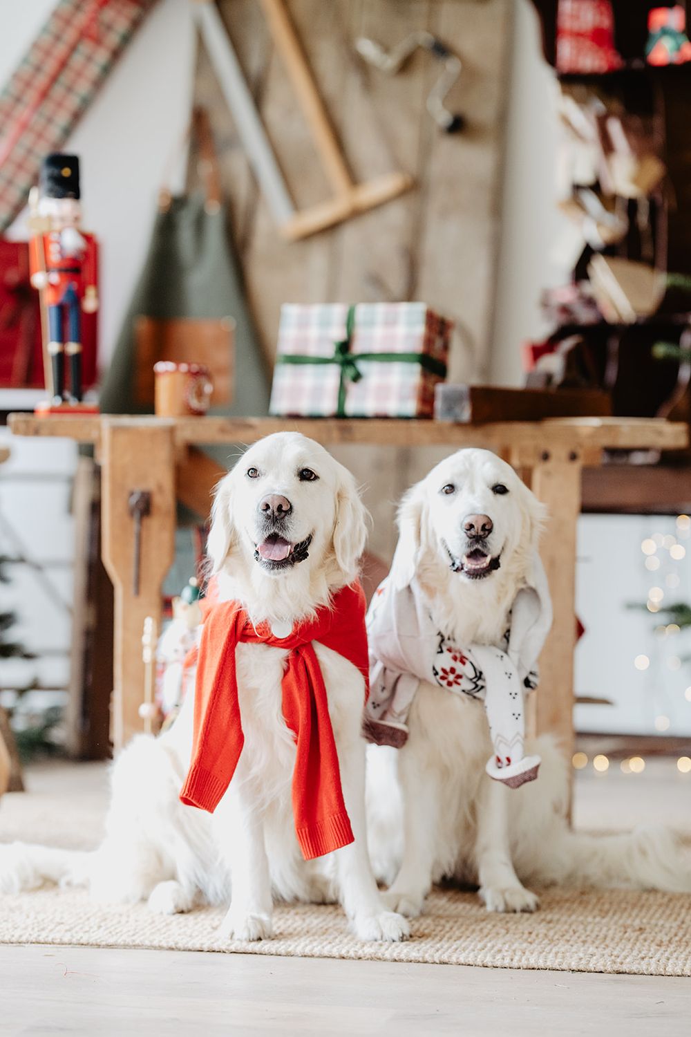 Two golden retrievers dressed in red cape and floral outfit sitting in Christmas decorated room with nutcracker decor.