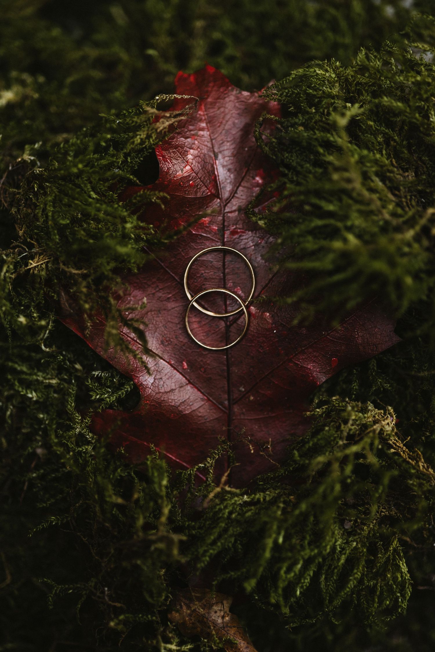 Two gold wedding bands resting on a red autumn leaf surrounded by green forest moss.