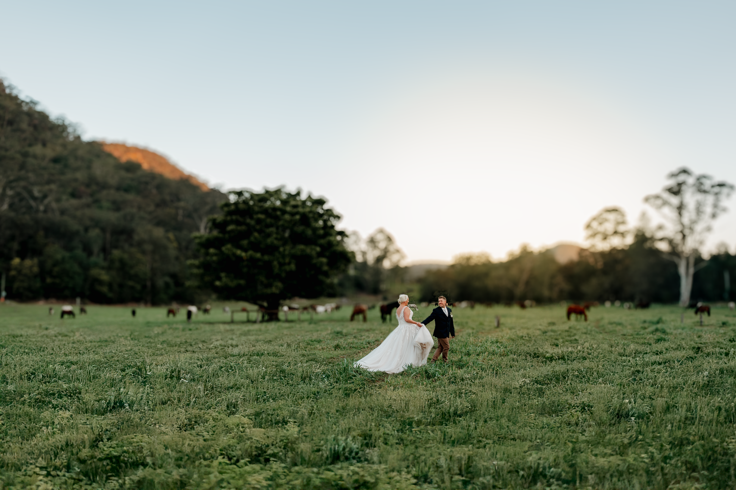 Bride and groom walk hand in hand through a sunlit green field with cattle and rolling hills at golden hour.