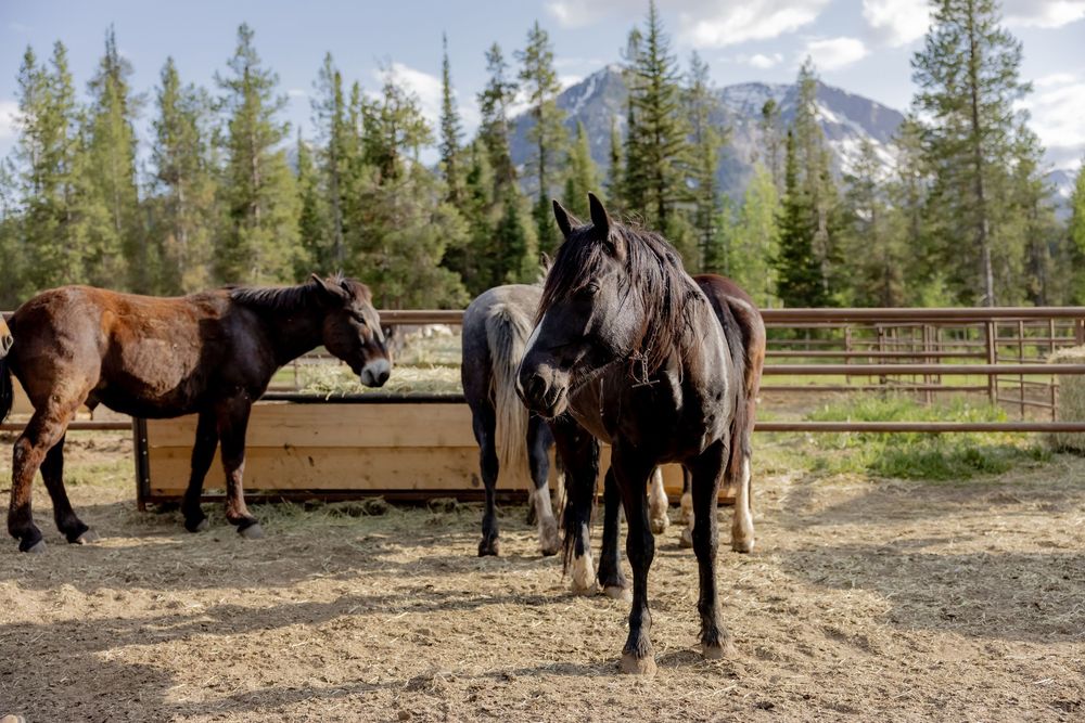 Three dark horses stand in a dirt corral beside a wooden feeding trough, with evergreen trees and snowy mountains in the background.
