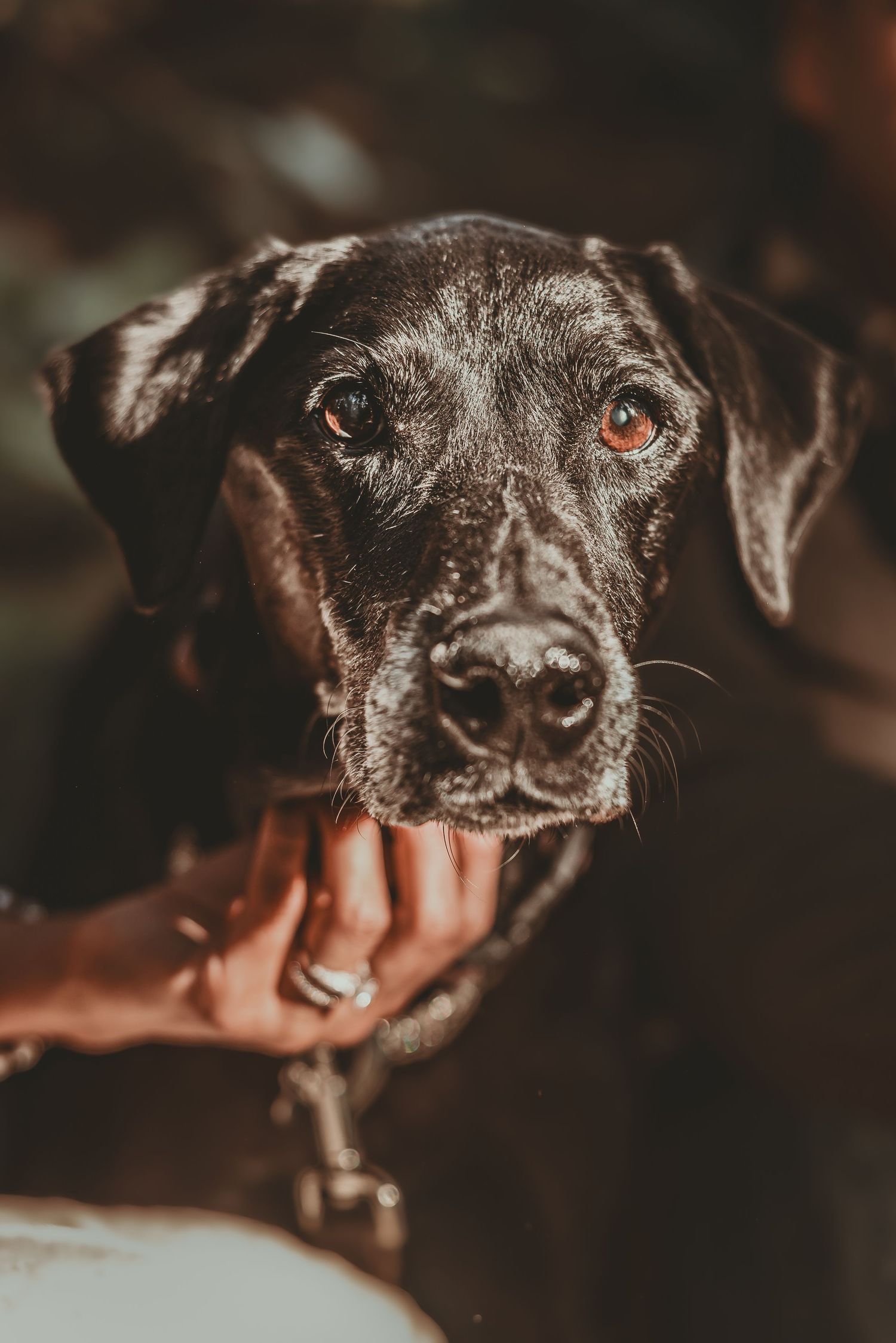 A senior black Labrador with a graying muzzle and amber eyes gazes at the camera while a person's hand gently rests under its chin.