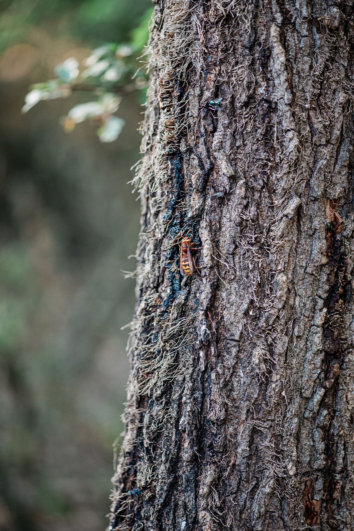 Close-up of rough elm tree bark in a forest with a hornet visible on the trunk feeding on sap.