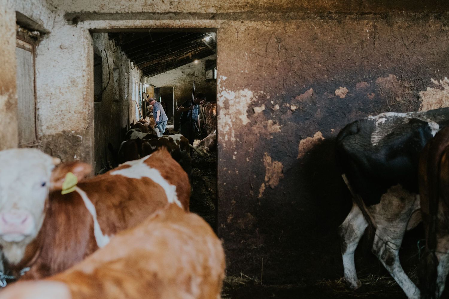 Rodzinna sesja zdjęciowa pokoleniowa Katowice sesja rodzinna w studiu fotograf Katowice fotograf Śląsk zdjęcia rodzinne z dziadkami sesja