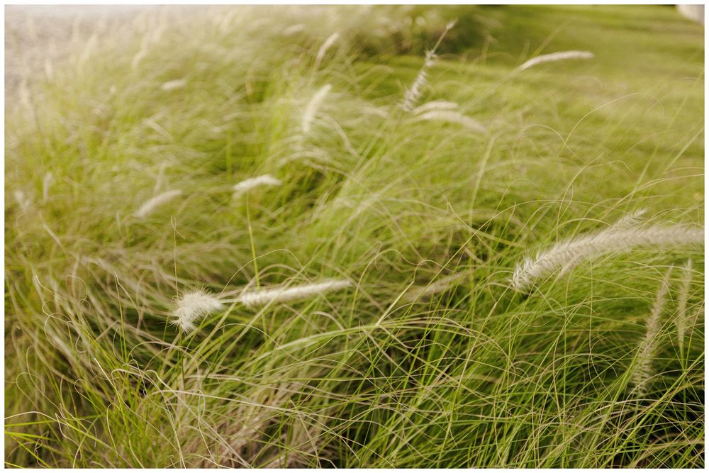 Tall green ornamental grass with feathery white plumes swaying gracefully in the wind on a sunny day.