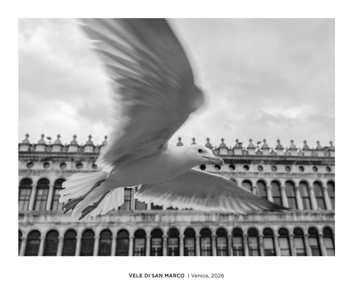 Black and white photo of a seagull in flight before Venice's St. Mark's Square arcade, Italy, 2026.
