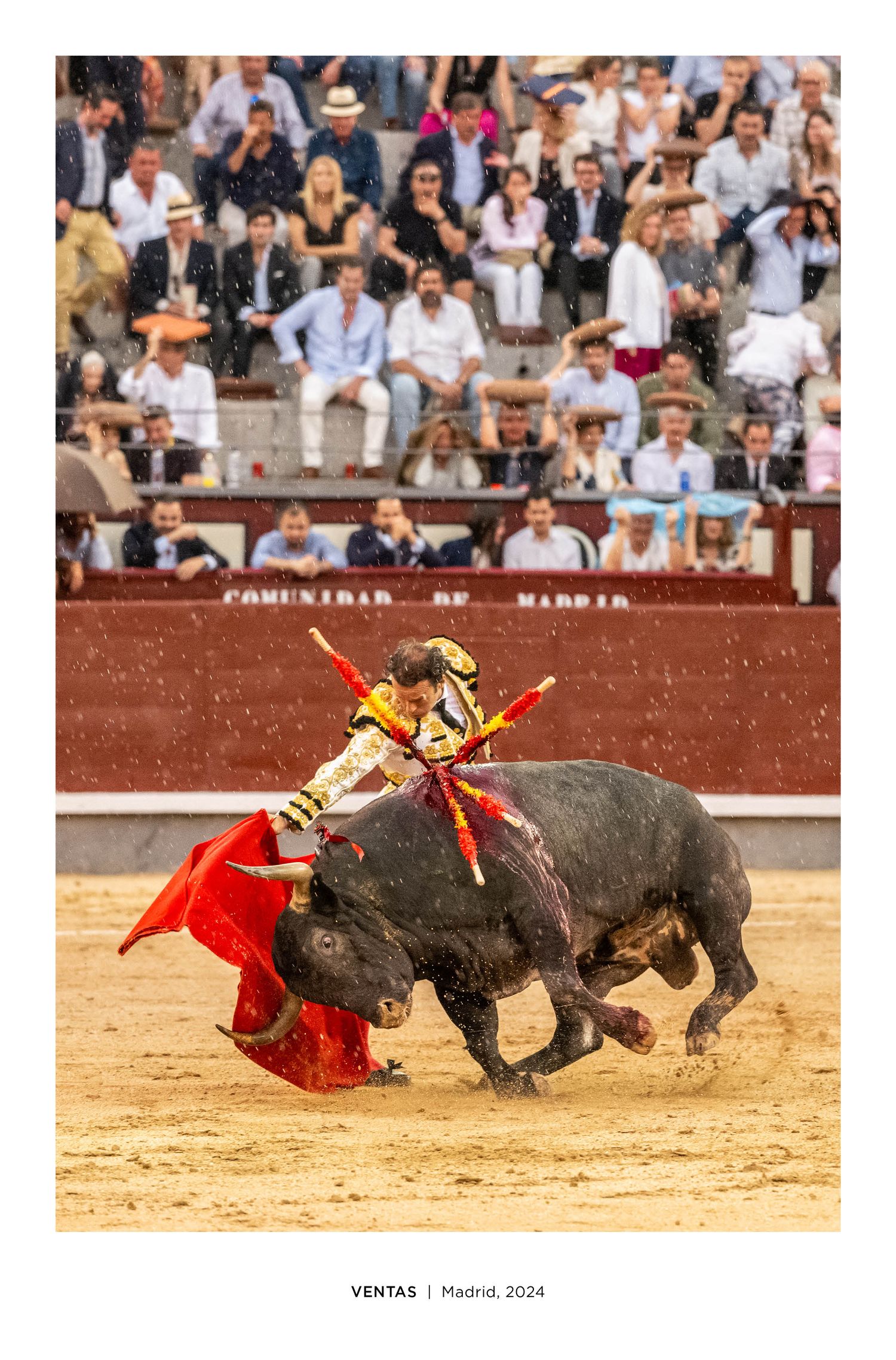 Bullfighter in colorful costume performs a pass with red cape against a black bull at Plaza de Ventas, Madrid, 2024.