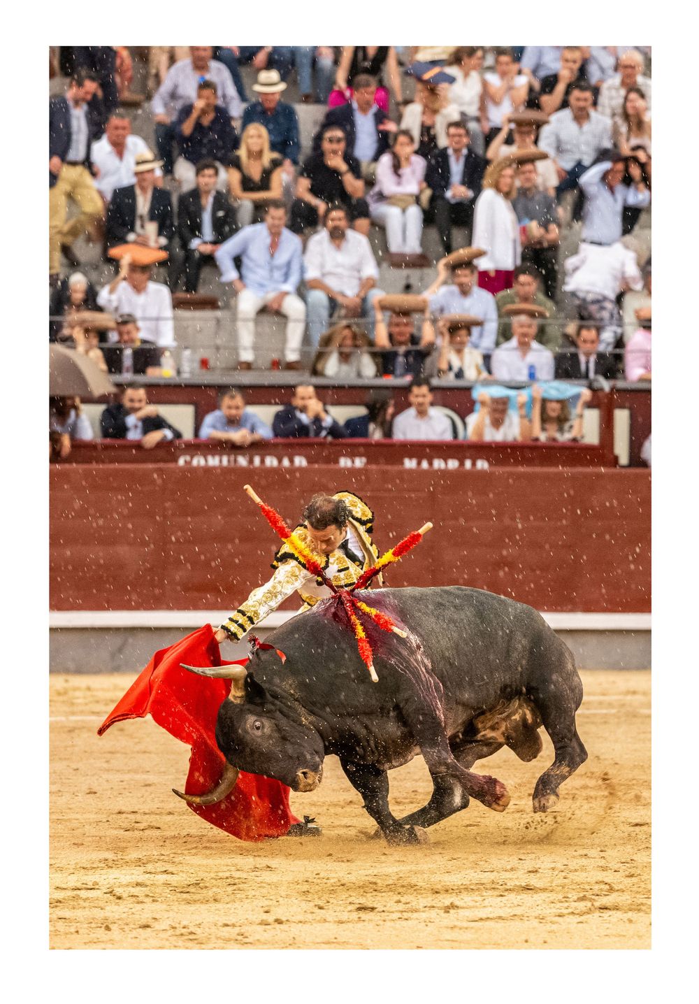 Color action photo of a matador performing a pass with red cape in front of a charging bull in Madrid.