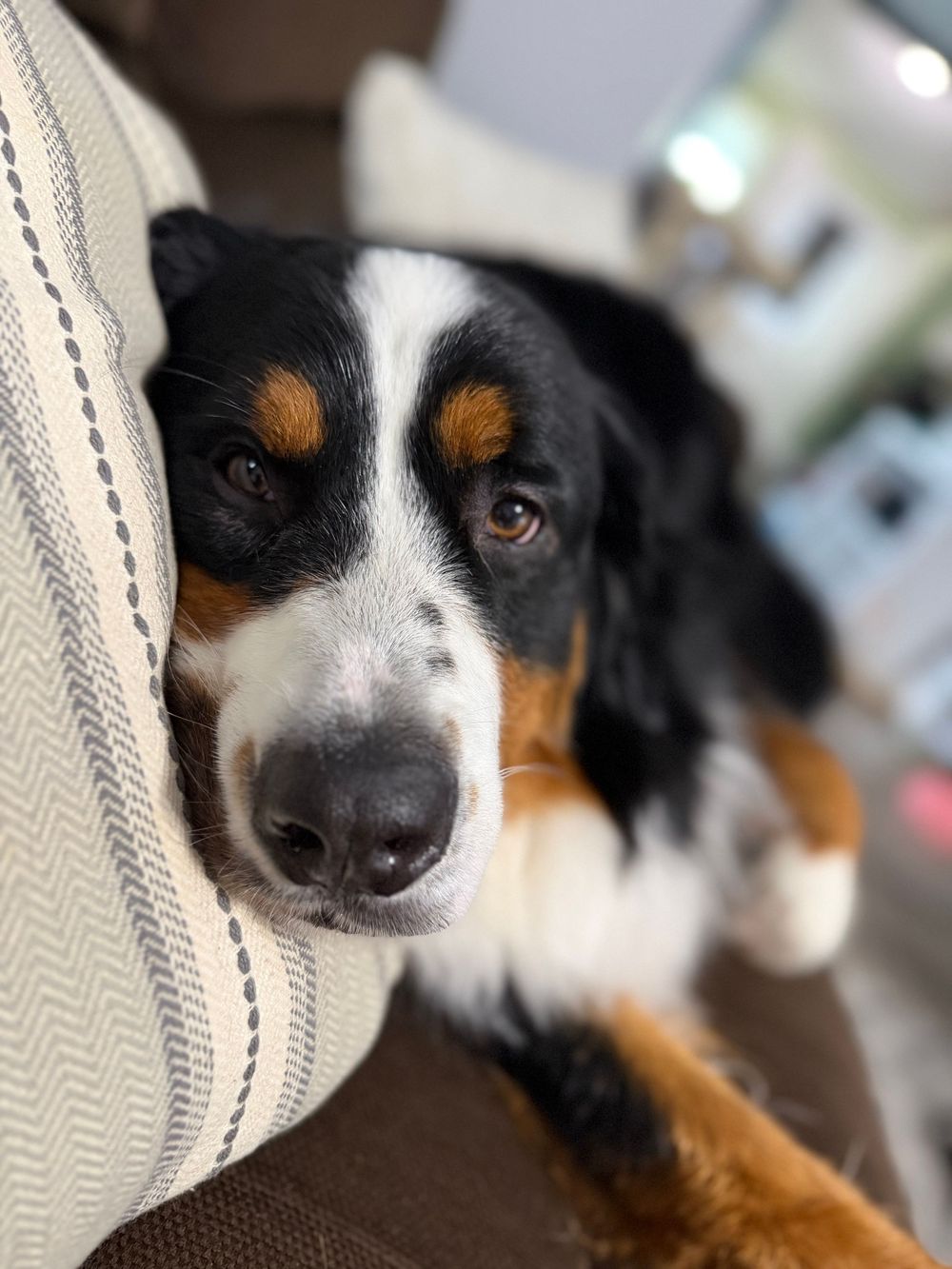 A Bernese Mountain Dog rests its chin on a couch cushion, gazing with soulful brown eyes in a cozy home.