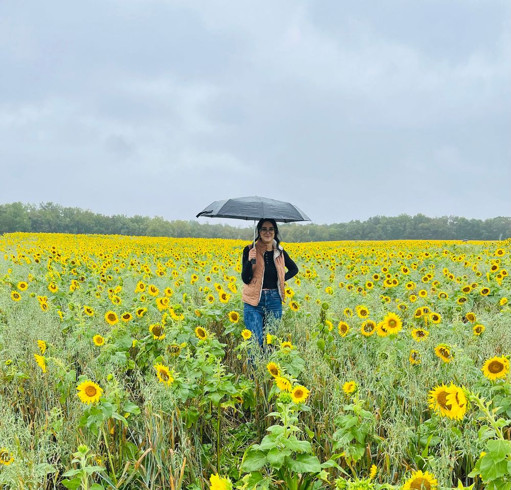 Woman holding black umbrella standing in vast yellow sunflower field on overcast rainy day.