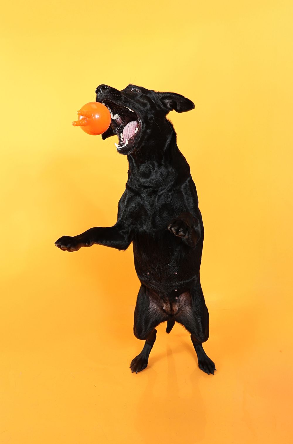 Black dog jumping on hind legs catching an orange ball toy against a vibrant yellow background.