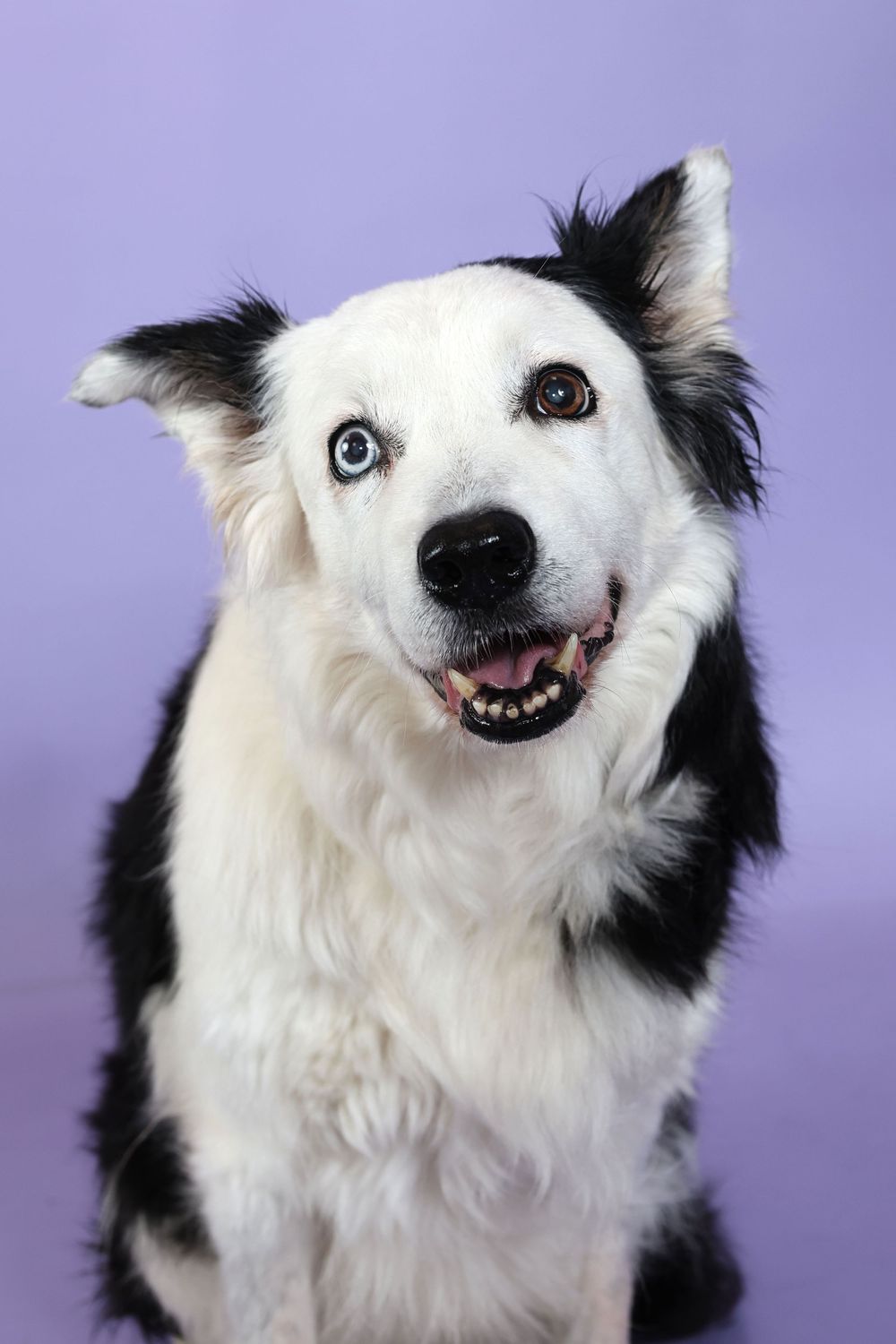 Black and white Border Collie with heterochromia eyes sits against purple background, mouth open in happy expression.