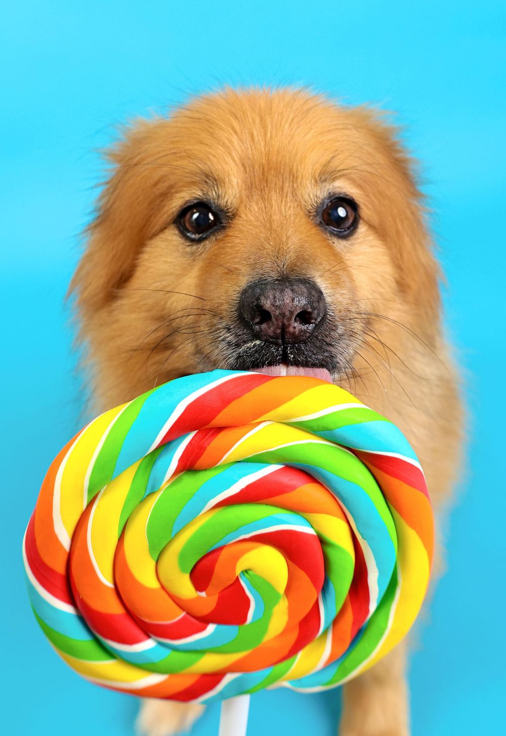 A golden retriever dog holds a large colorful rainbow swirl lollipop in its mouth against a bright blue background.