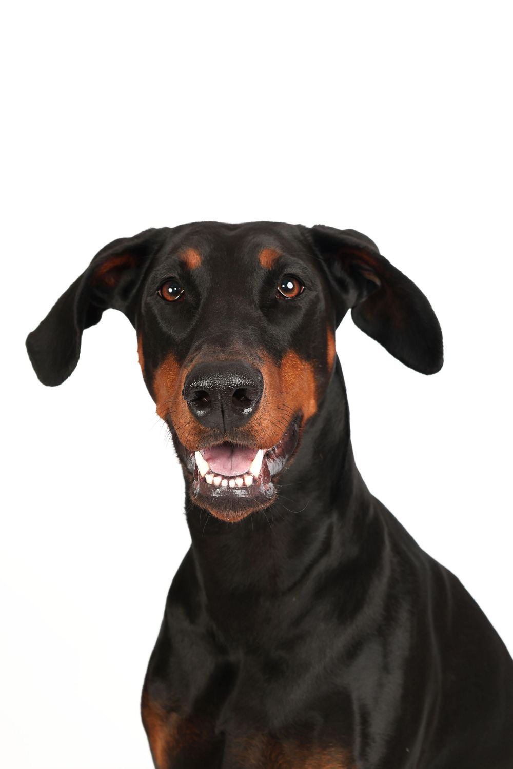 A black and tan Doberman Pinscher smiling with mouth open against a white background.