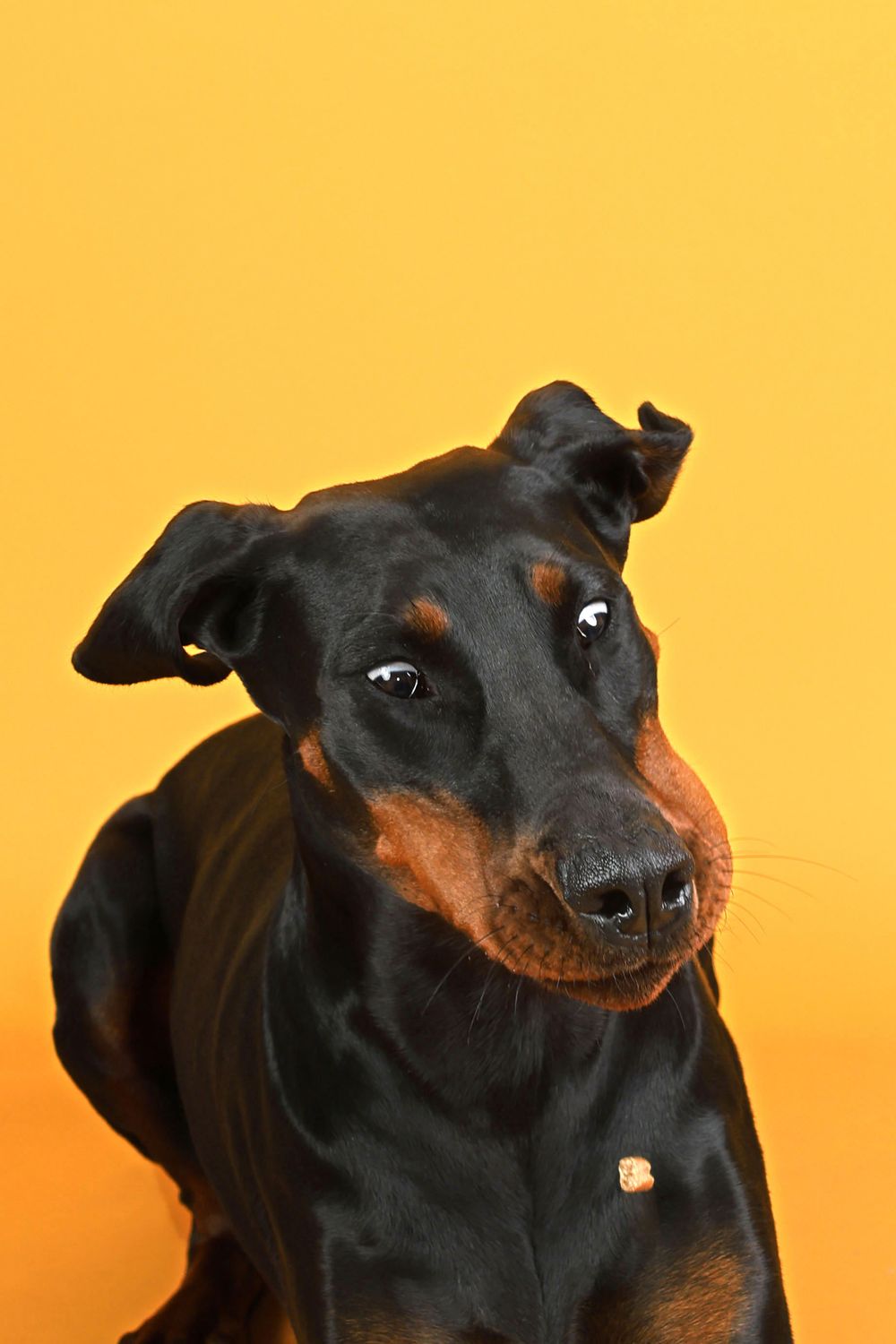 Black and tan Doberman Pinscher dog portrait against vibrant yellow background, looking up with alert expression.