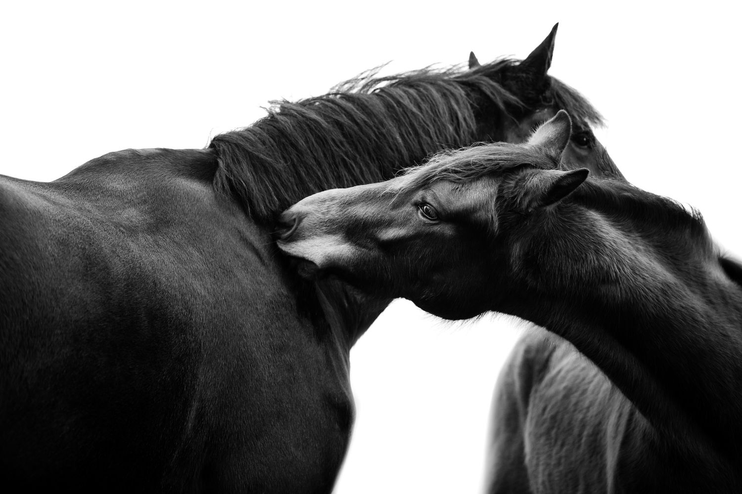 Two black horses nuzzling each other affectionately in a striking black and white equine portrait photo.