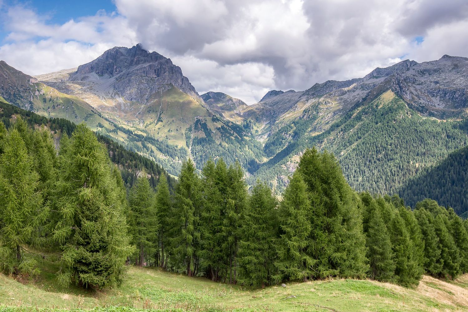 Una fila di rigogliosi larici verdi in un prato di montagna che domina una valle verdissima, con maestose montagne e nuvole sullo sfondo