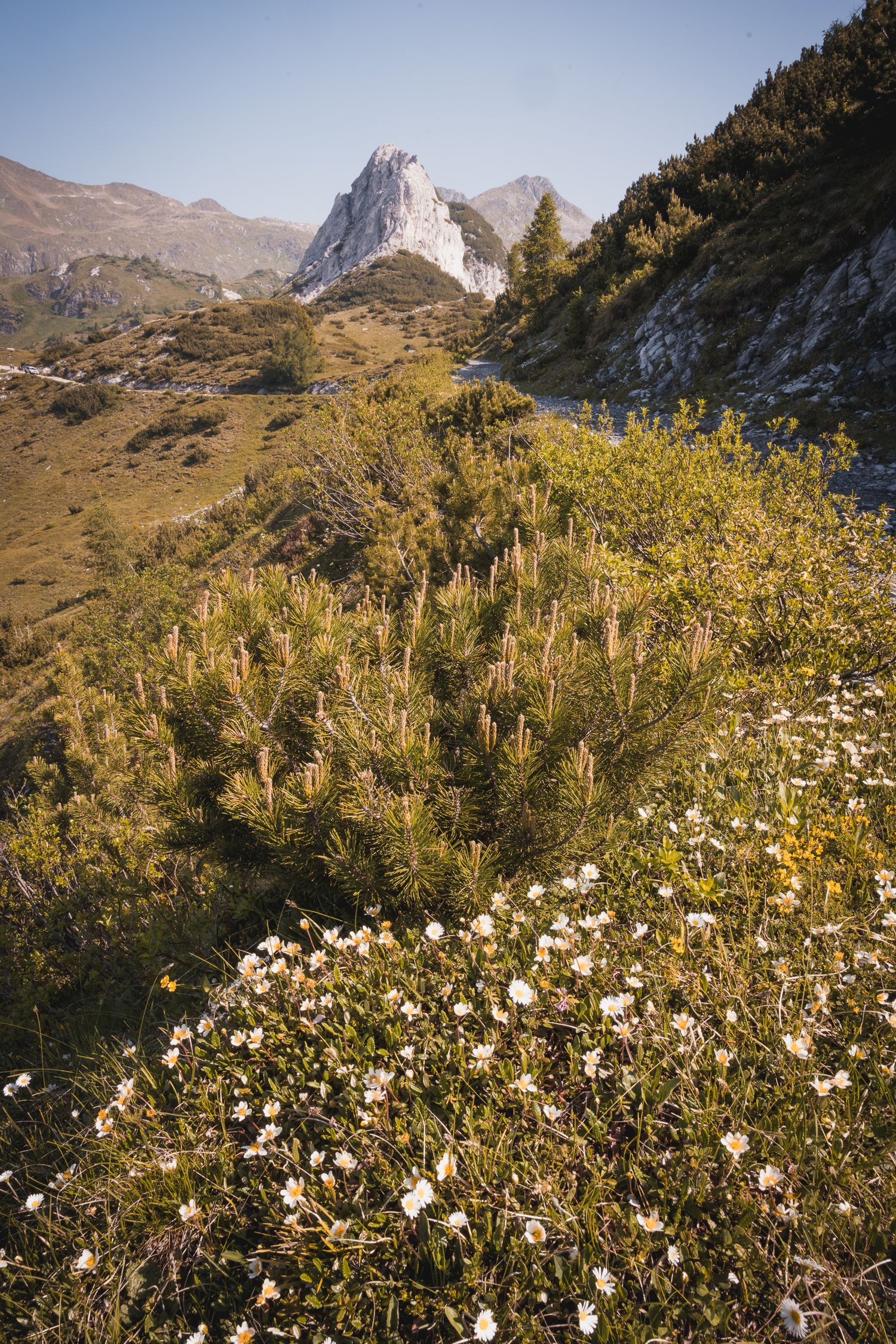 Primo piano di margherite selvatiche e un cespuglio di pino mugo in fiore su un pendio soleggiato, con un picco roccioso appuntito sullo sfo