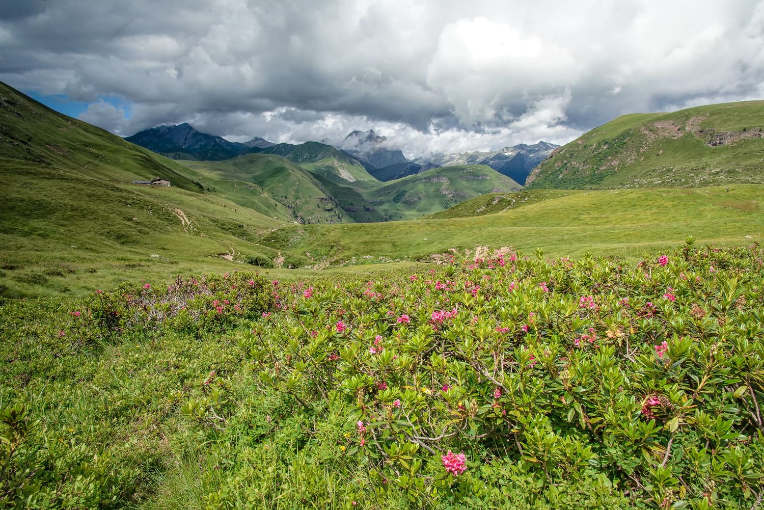 Rigogliosi cespugli di rododendri in fiore con petali rosa su un prato verde, con il paesaggio montano del Maniva e cielo nuvoloso sullo sfo