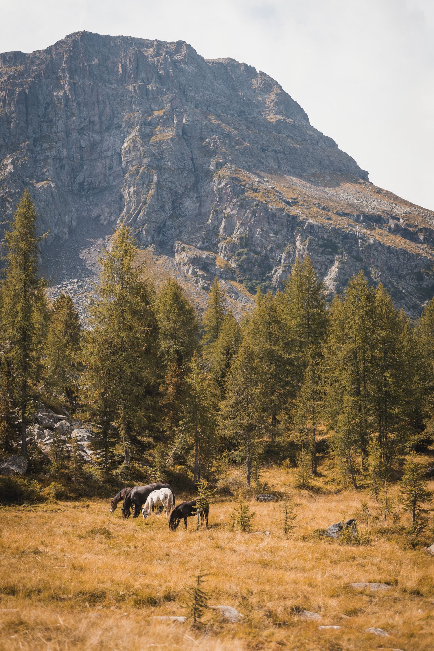 Un piccolo gruppo di cavalli che pascola in un prato dorato circondato da pini, ai piedi di un'imponente parete rocciosa.