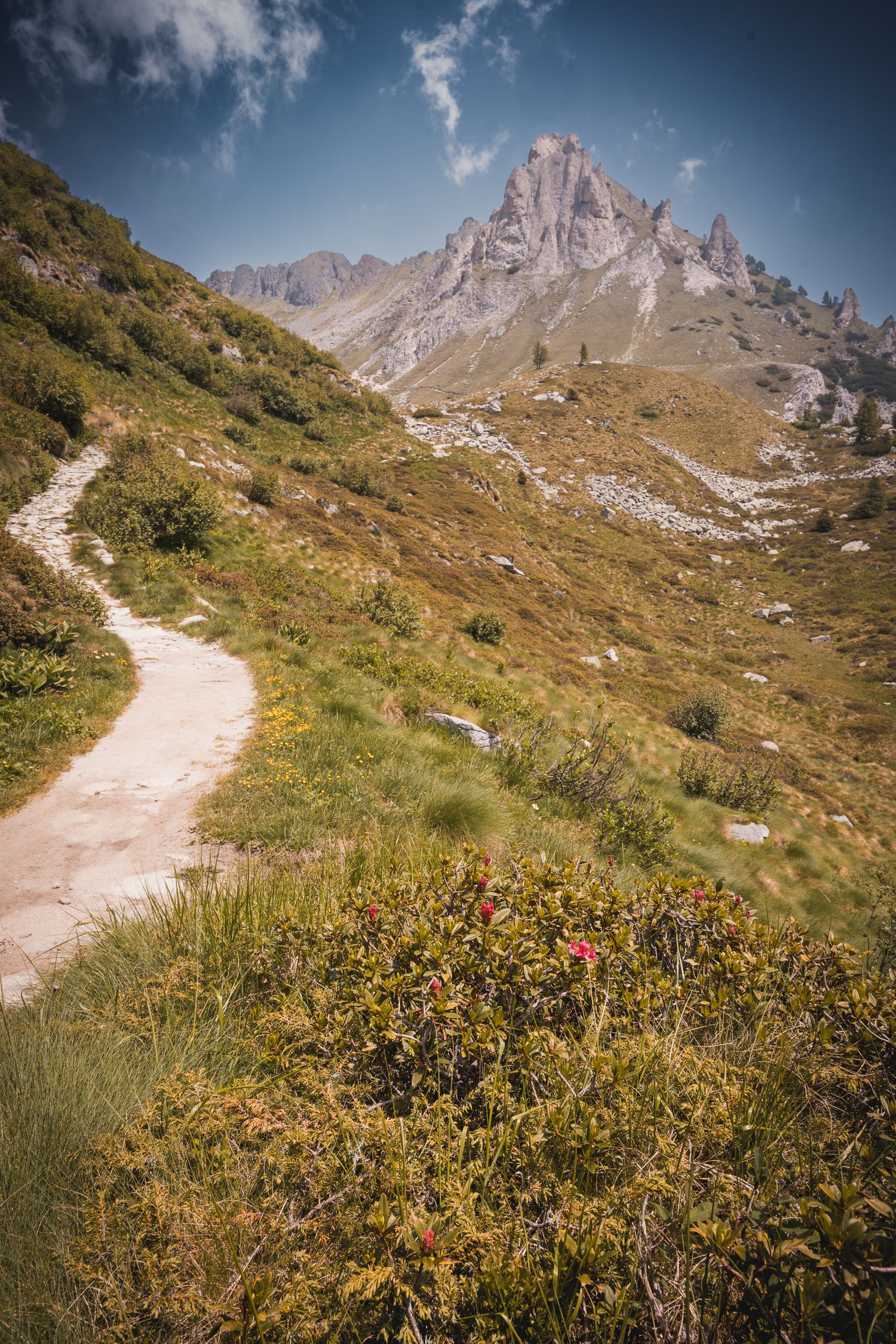 Un sentiero sterrato per il trekking che curva lungo un pendio con cespugli di rododendro, diretto verso un picco roccioso e appuntito