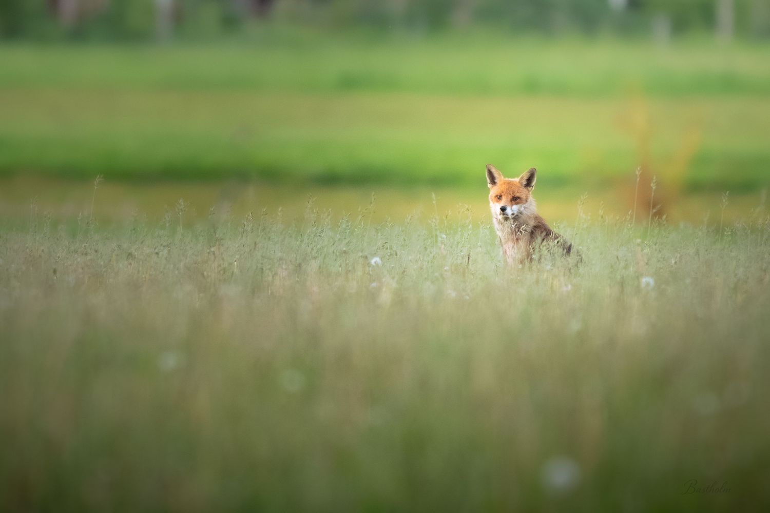 A red fox sits alert in a lush green meadow, gazing directly at the camera.