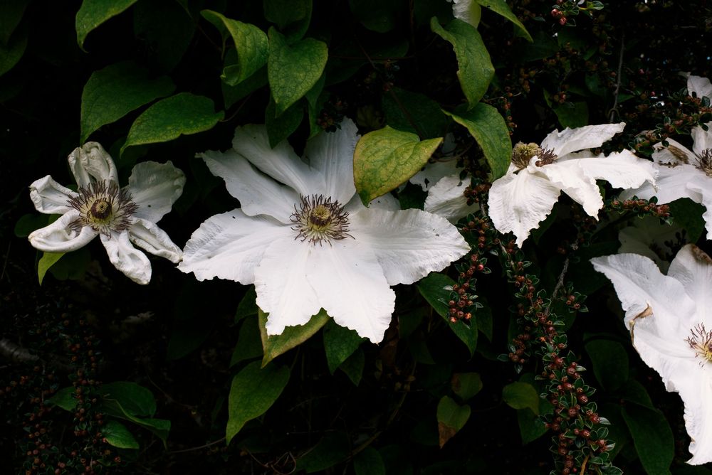 White clematis flowers in full bloom against dark green foliage in a garden setting.
