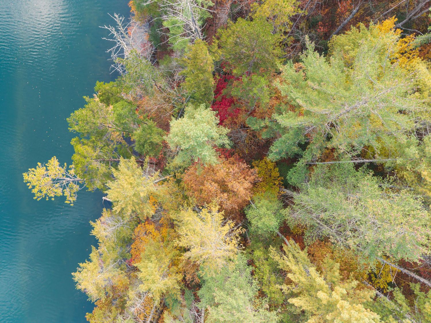 Aerial view of vibrant autumn trees in red, yellow, and green hues along a serene turquoise lake shore.