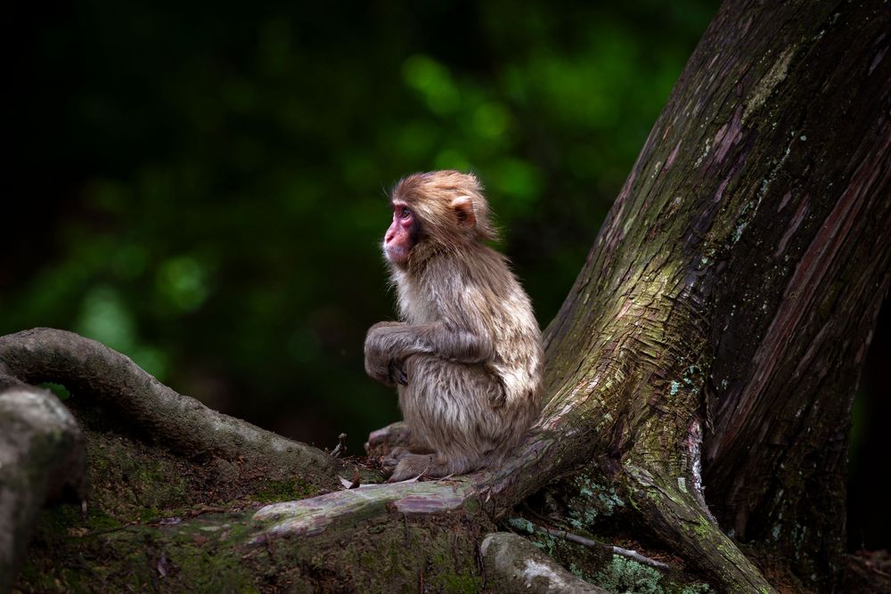 A young Japanese macaque monkey sits peacefully on a mossy tree trunk in a lush green forest.