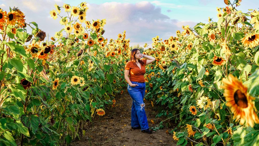 A panoramic view of a vast sunflower field under blue skies.