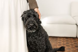 Black curly-haired dog sitting on floor being petted by person in brown sweater near white sofa.