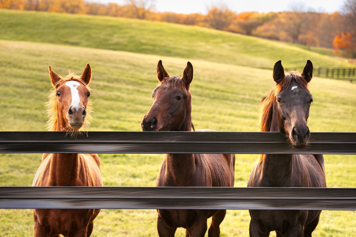 Three thoroughbred weanling horses looking over fence rail in green pasture on sunny day at Thirty Year Farm in Saratoga Springs, NY.