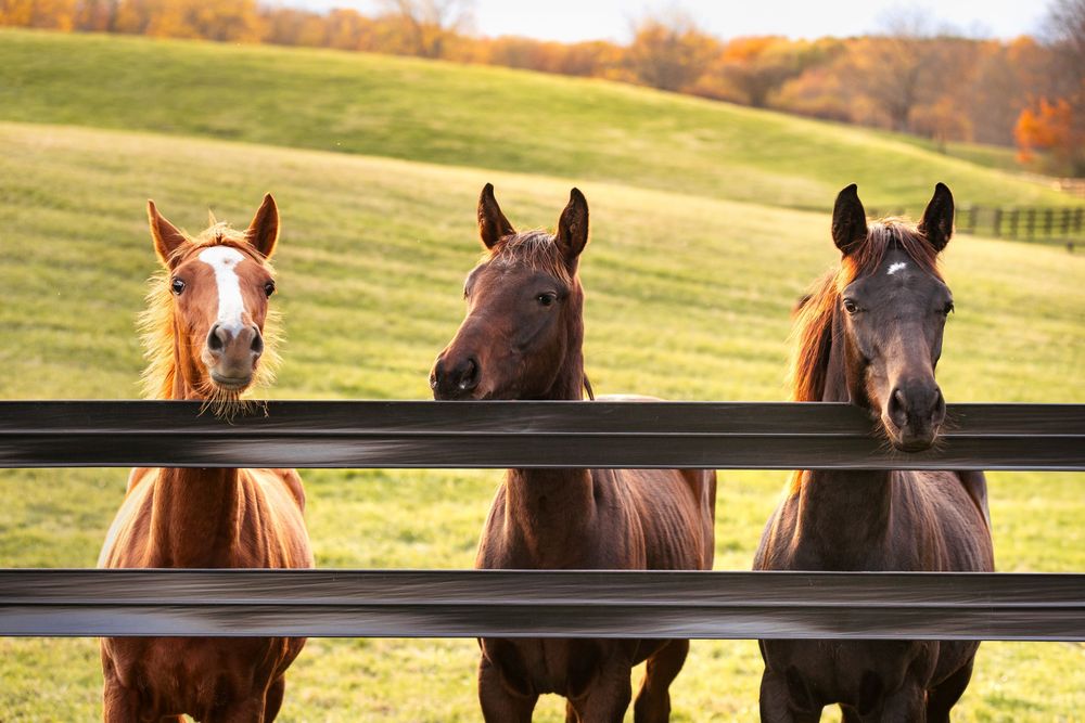 Three thoroughbred weanling horses looking over fence rail in green pasture on sunny day at Thirty Year Farm in Saratoga Springs, NY.