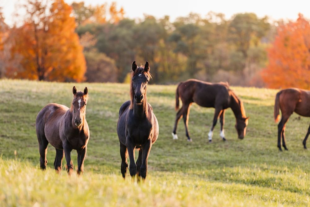 Herd of thoroughbreds grazing on green pasture with colorful autumn trees in golden sunset light at Thirty Year Farm in Saratoga, NY.