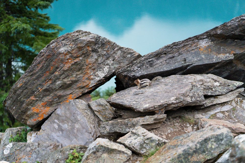 #morainelakeproposal #proposal #mountainproposal #mountainengagement #morainelakephotoshoot