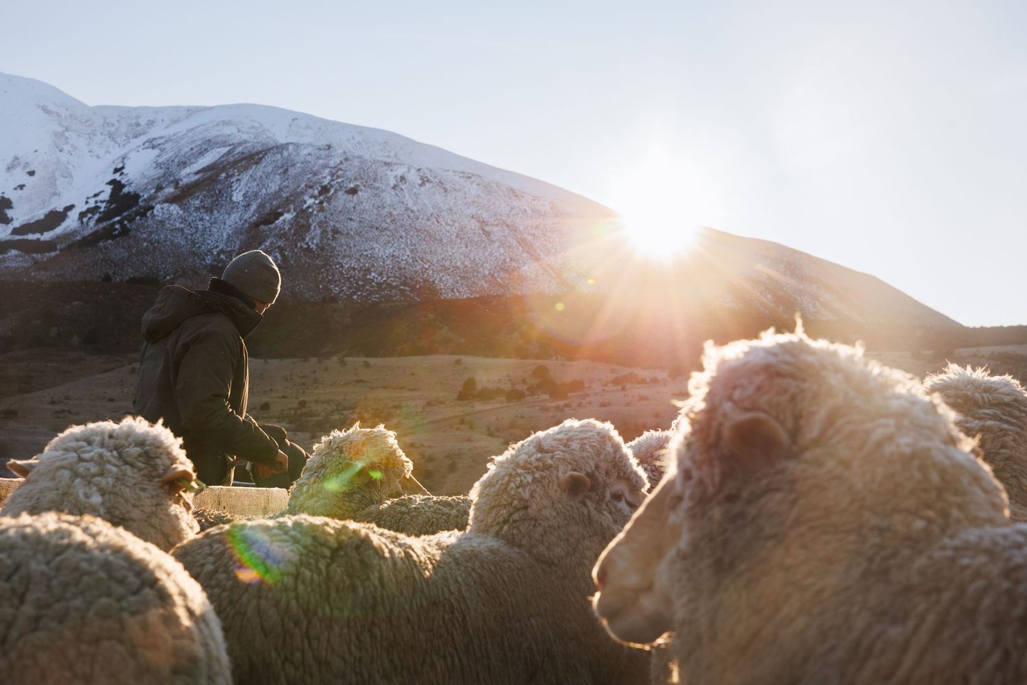 Shepherd tending a flock of woolly sheep at golden sunset with snow-capped mountain in background.