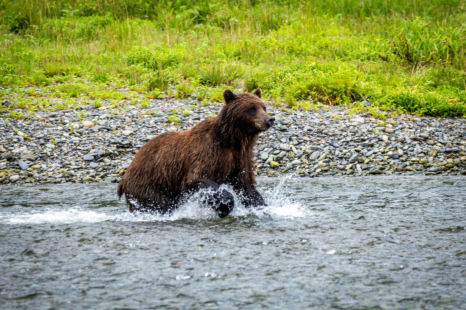 A brown bear splashes through shallow water while fishing in a rocky stream.