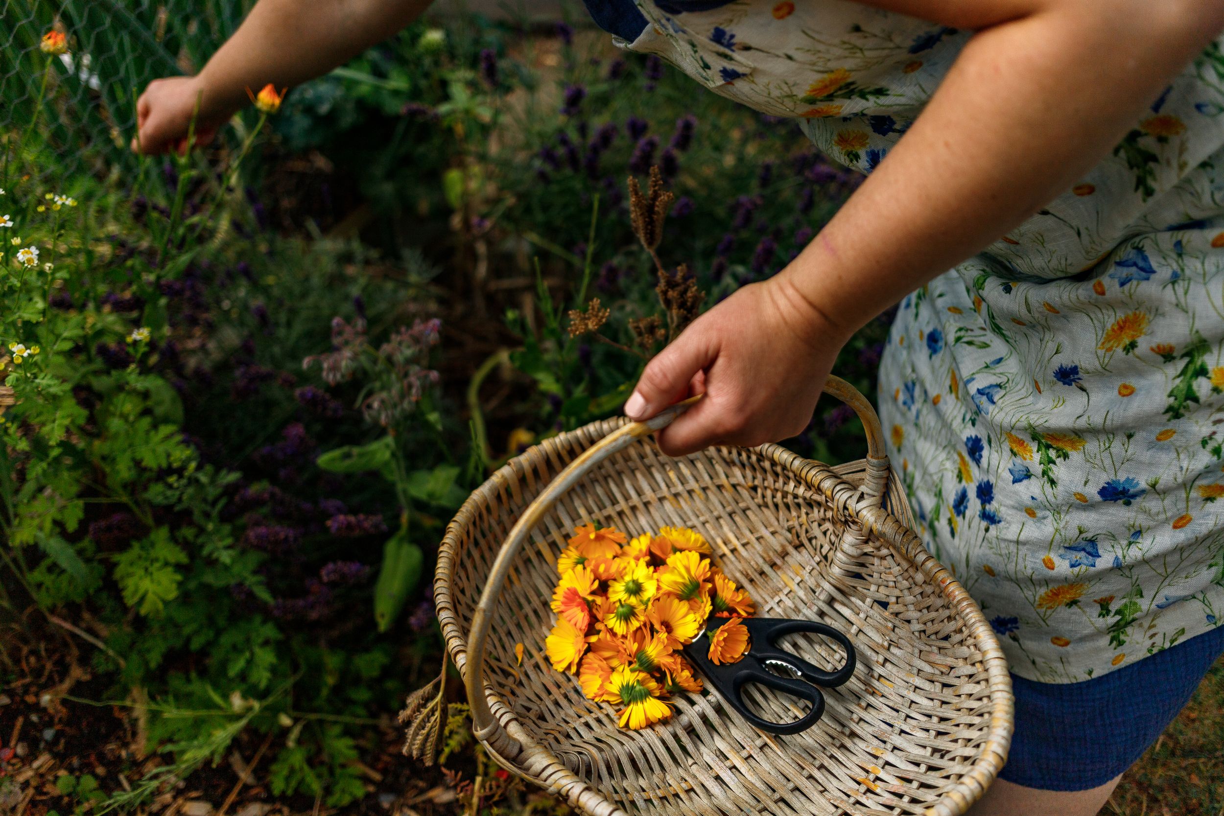 Hands picking and gathering fresh orange calendula flowers from a garden into a woven basket.