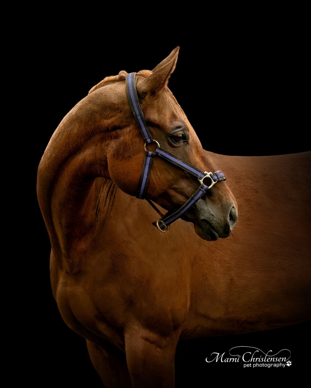 A majestic chestnut horse with black halter shown in dramatic profile against a dark background in multiple angles.