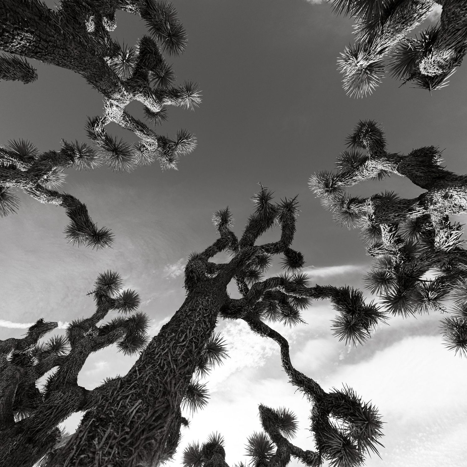 Joshua Tree National Park