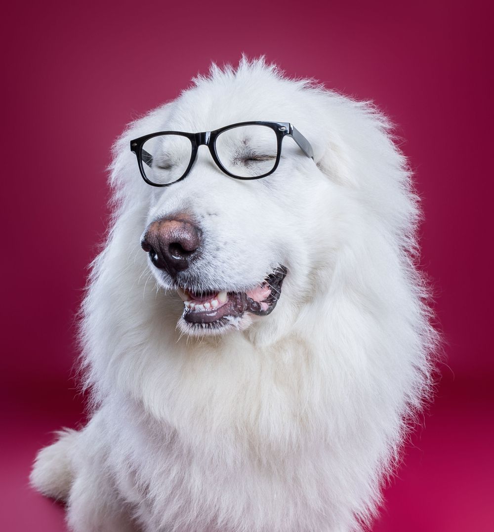 Fluffy white Great Pyrenees dog wearing black-rimmed glasses poses against a burgundy background.