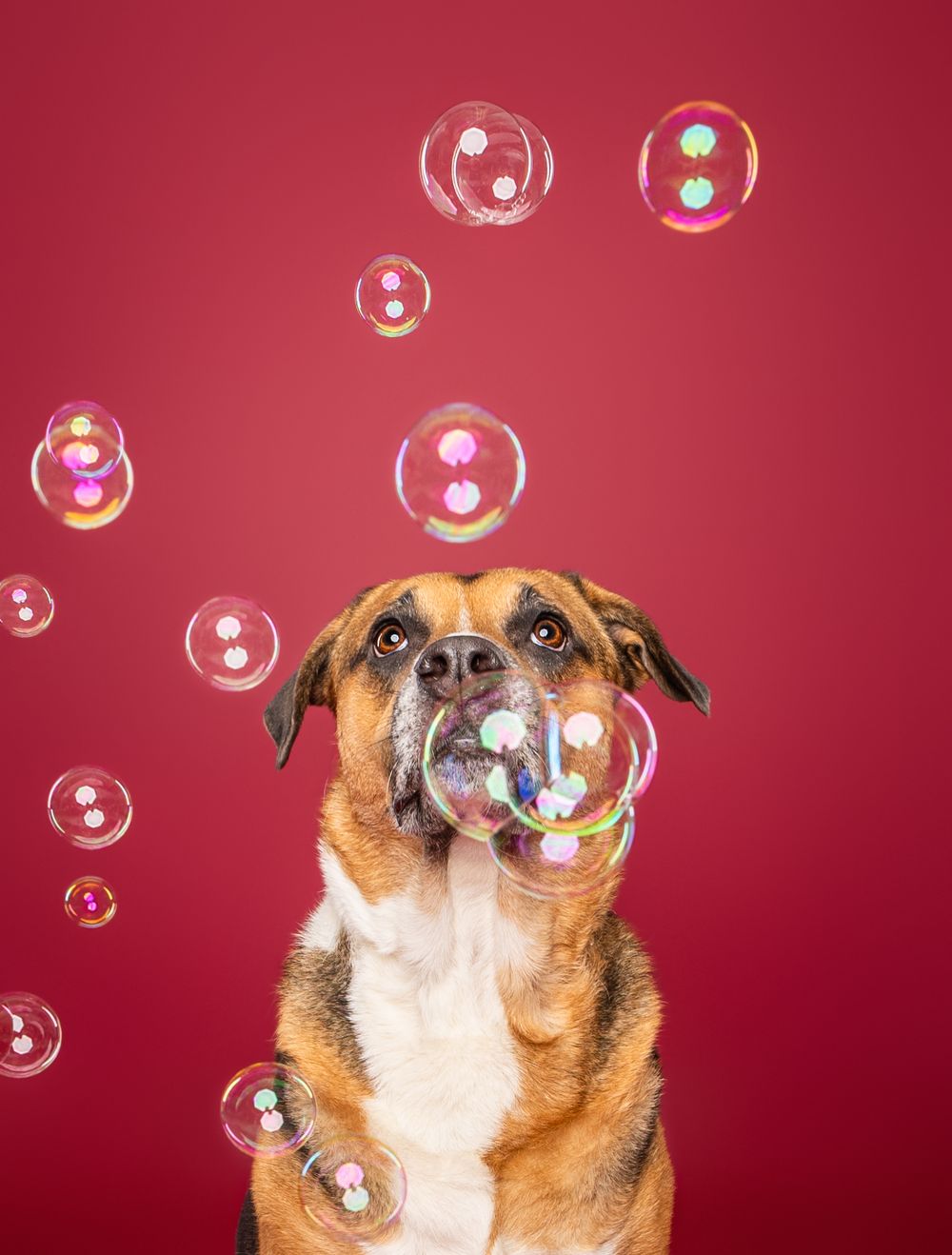 Brown and white mixed breed dog looking up at floating soap bubbles against a red background.