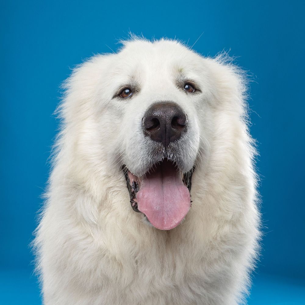 Great Pyrenees