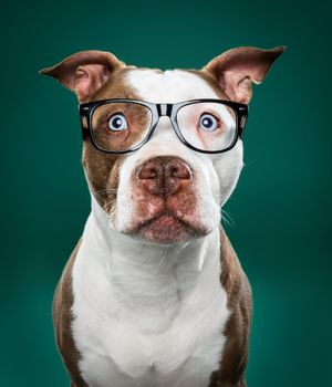 Brown and white pit bull wearing black-rimmed glasses poses against emerald green backdrop with comical expression.