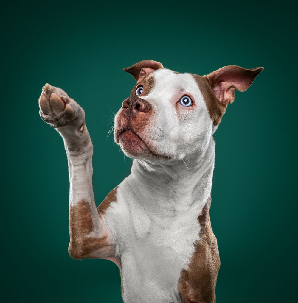 White and brown pitbull with one blue eye raises paw against green background in playful studio portrait.