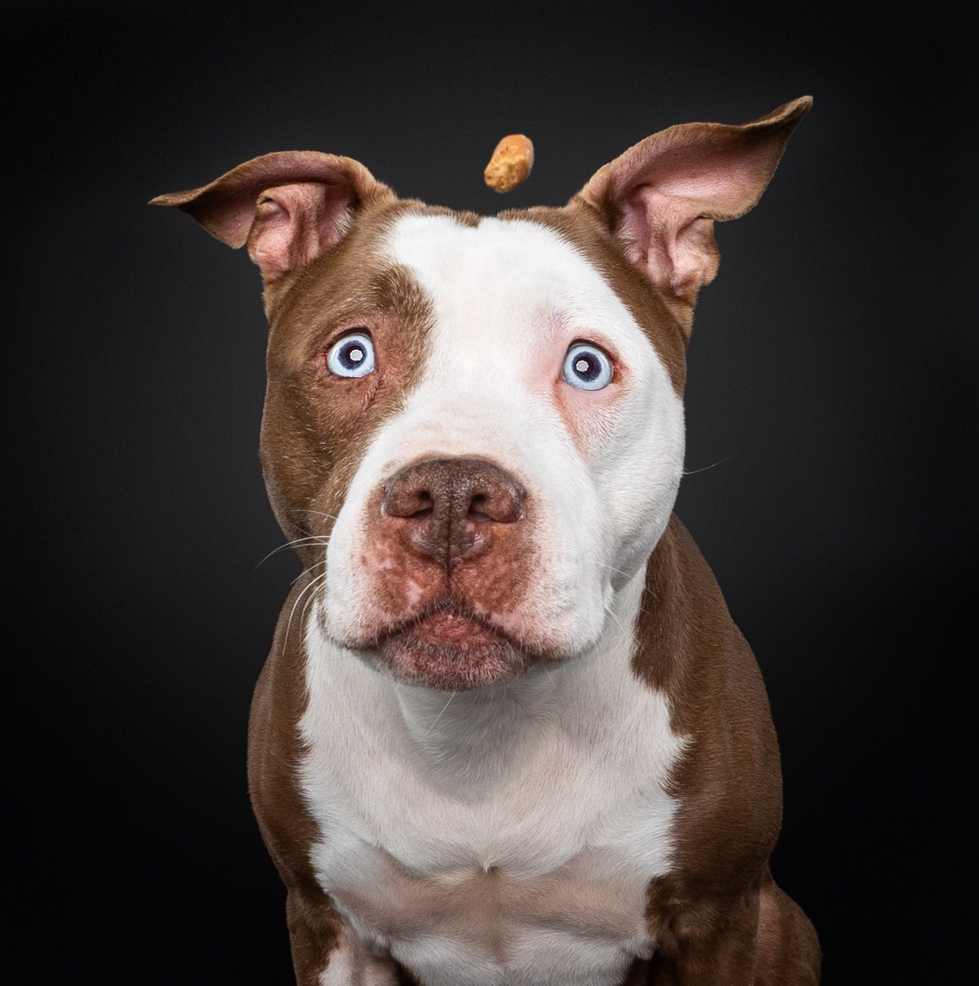 Brown and white pit bull with striking blue and brown eyes poses against dark background.