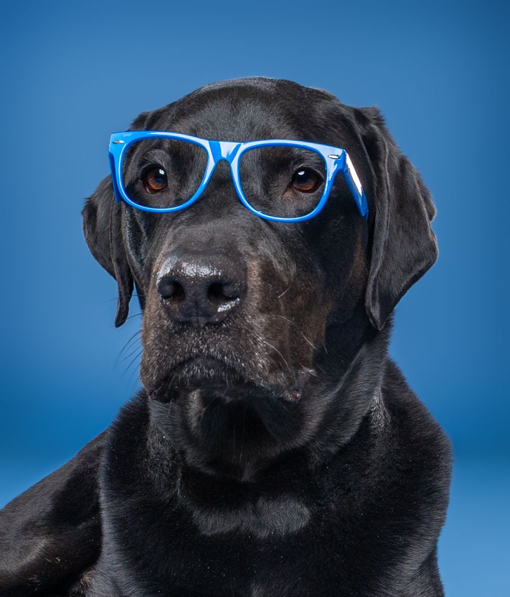 Black Labrador wearing bright blue glasses against a blue background in a studio portrait.