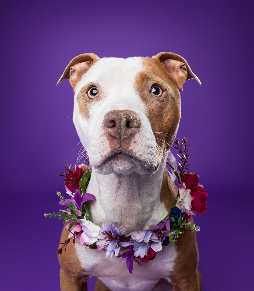 A pit bull wearing a colorful flower collar wreath poses against a purple background in a studio portrait.